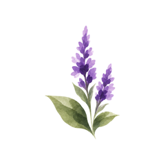 Patchouli